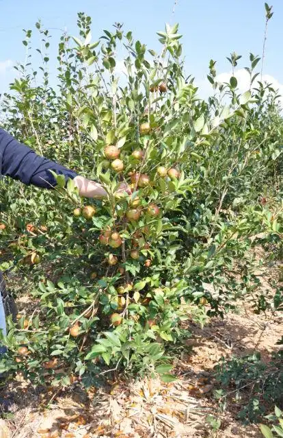展开全部 大概会有1~2米深吧,这是丰盛农林茶油在永泰种植的油茶树