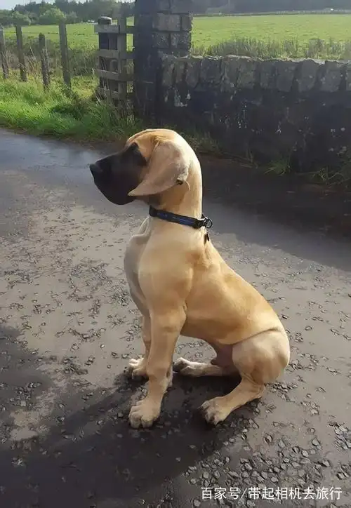 2010年,经《吉尼斯世界纪录大全》认证,"大乔治"成为世界上最高大的狗