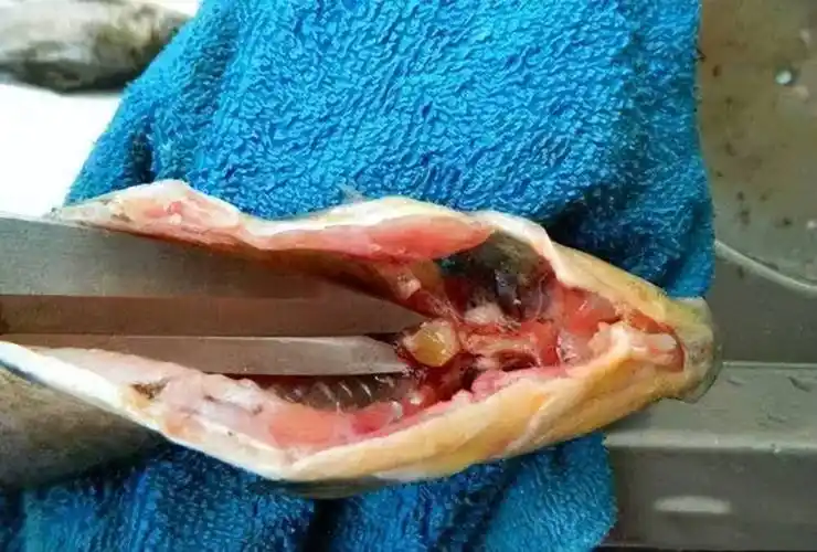 在农村买了一条30多斤的青鱼发现有块青鱼石如何把它取出来呢