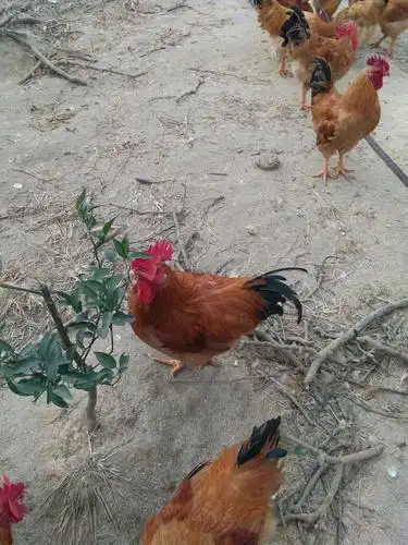 鸡肉类 农家散养1年三黄鸡老鸡公全玉米小麦米糠喂养