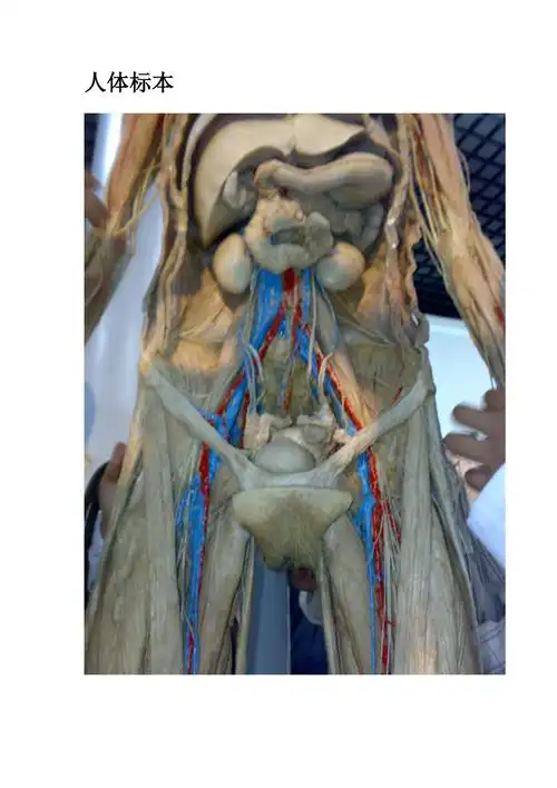 人体标本展示图