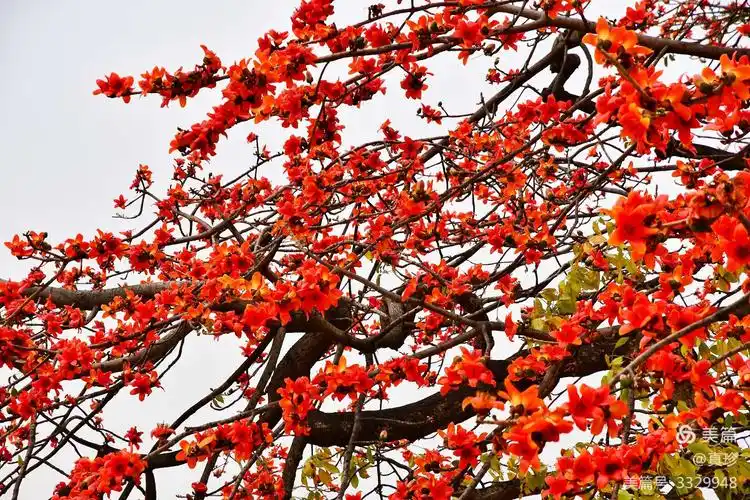 春天到了,高大挺拔的红棉树上,火红的红棉花盛开,就像一团团火球,使
