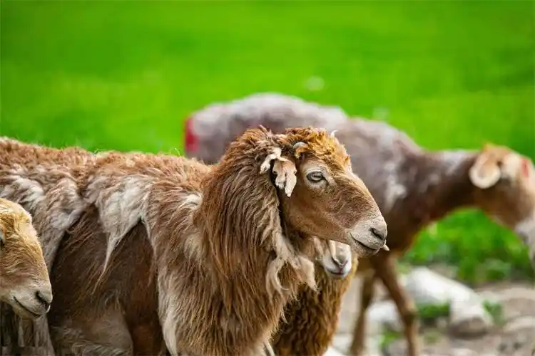 有着宜人的气候和十分秀美的自然环境,新疆最优秀的绵羊品种之一