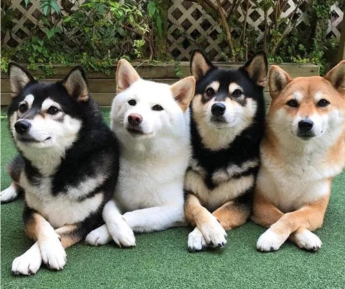 许多人向往的阿里,入职也太简单了吧