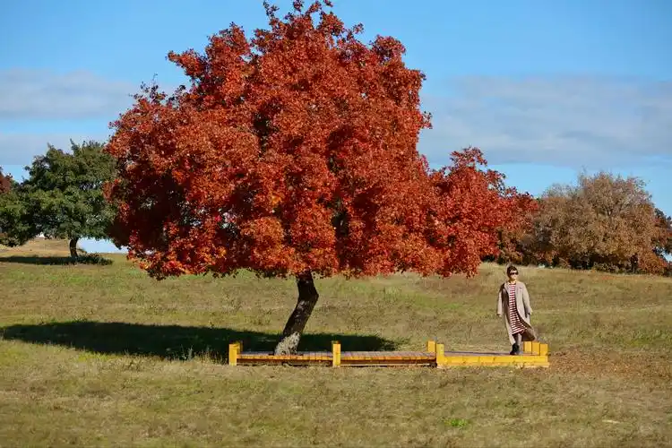 寻找内蒙古最美的秋色(一) 五角枫森林公园