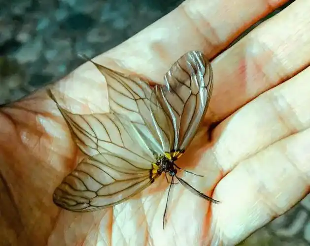 "小仙女"手上飘