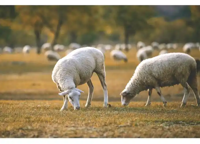 上千只羊群在草原上缓慢移动,场面非常壮观.