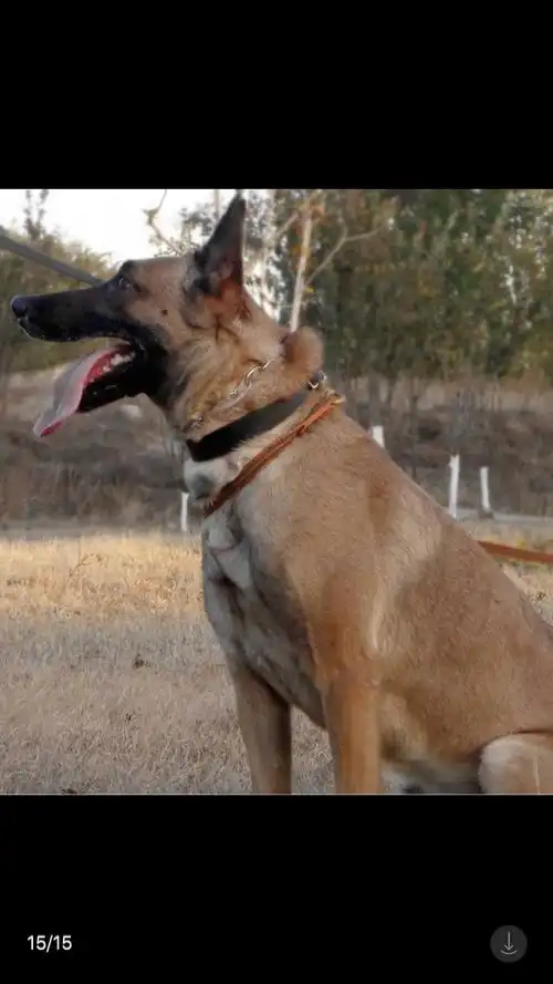 豹威后代国内优选～个人饲养～价格亲民 - 马犬交易 - 猛犬俱乐部