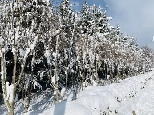 马路边的雪景很美哟,树上挂着串串雪花在阳光下闪着银光.
