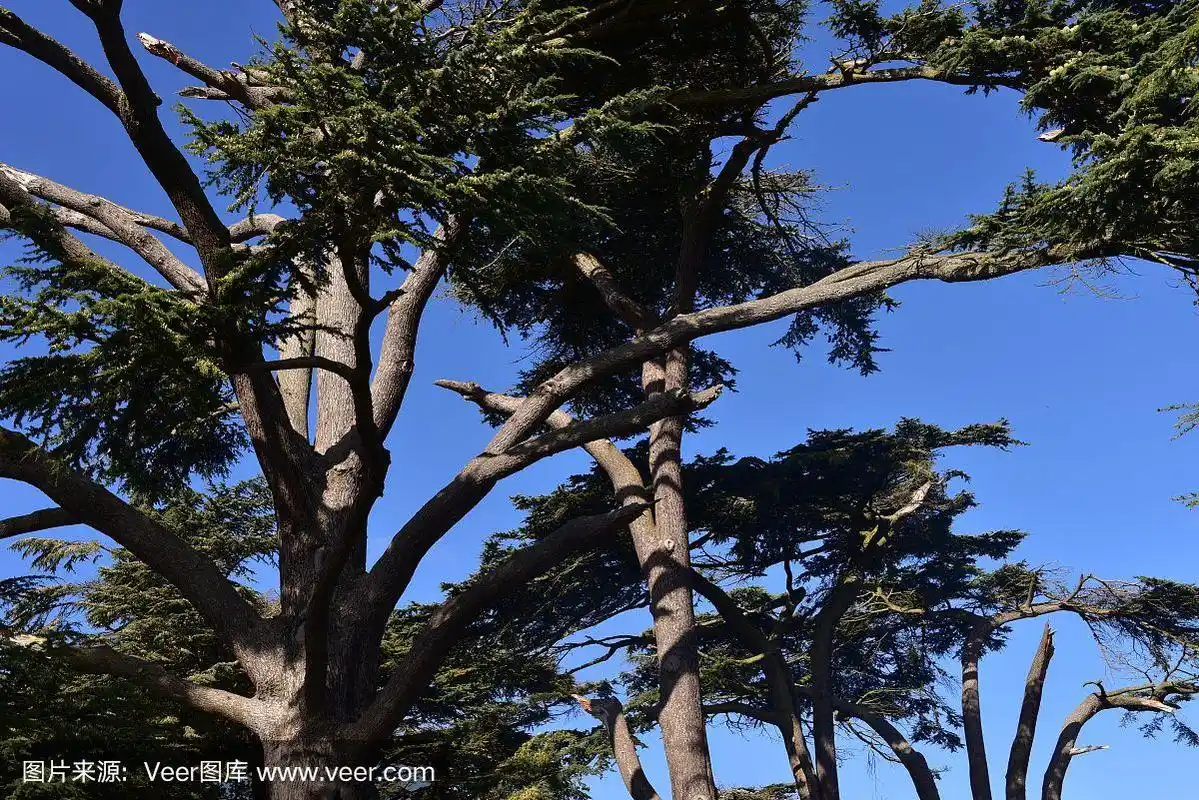 黎巴嫩香柏树