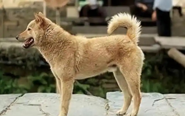 老一辈说"尾巴向左,看门不用锁",古人挑选土狗的讲究,受用了