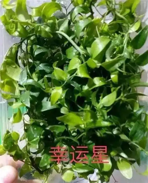 30种摆盘用的花草做厨师的一定要知道