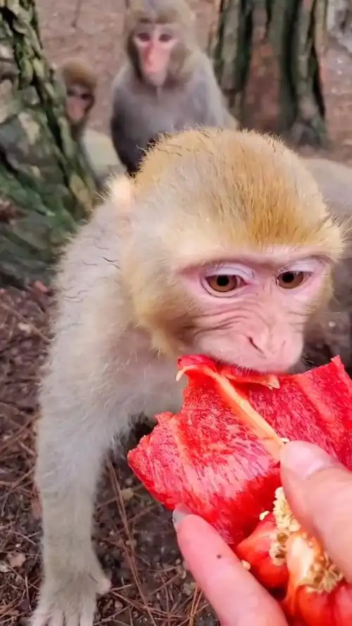 猴子吃辣椒,越吃越上瘾