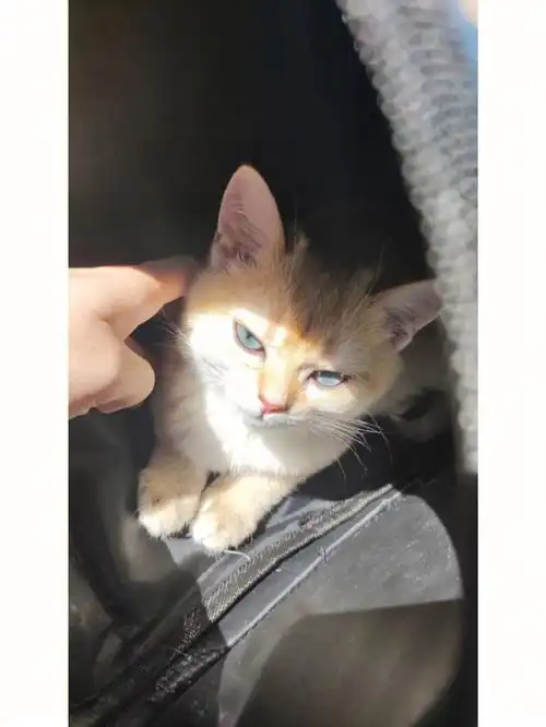 1000块的蓝眼睛金渐层