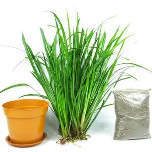 贵州随手香 茴香菖蒲盆栽 三萘叶山萘苗 五香草带根花卉 绿植造景