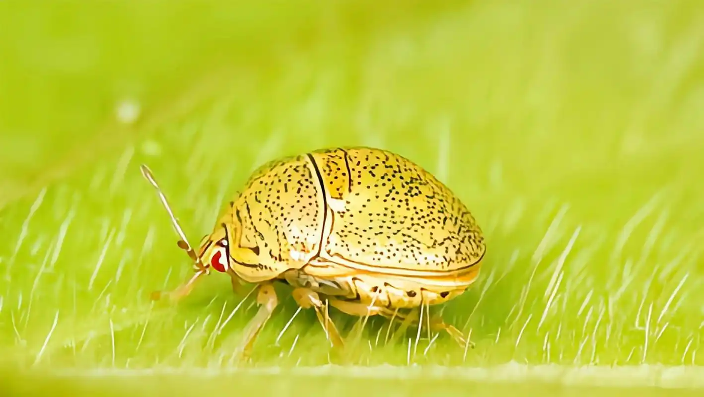 每天认识一种昆虫——豆龟蝽 豆龟蝽是半翅目,龟蝽科昆虫,分布于我国