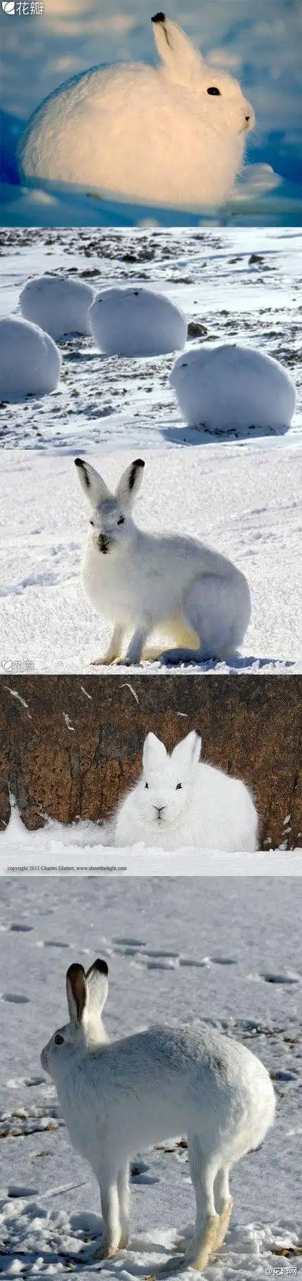 北极兔(arctic hare), 能适应了北极和山地环境的兔子,毛皮珍贵,因此