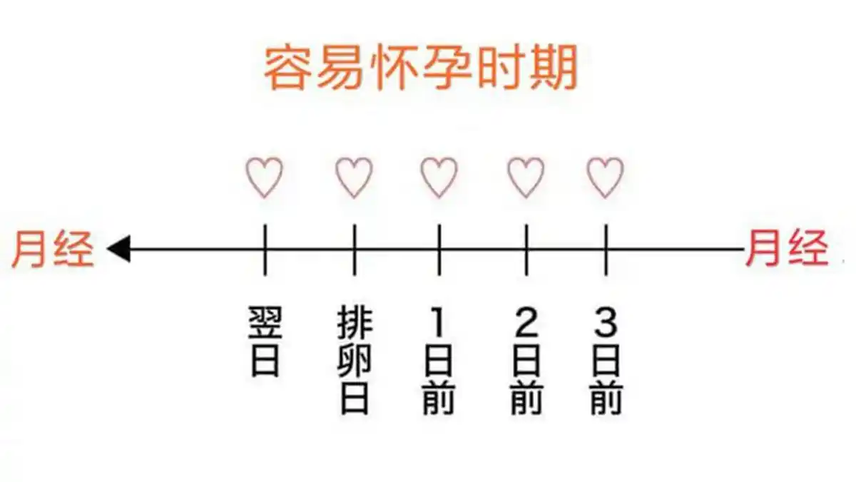 女性啥时候比较容易怀孕?很多人都以为是排卵日当天,其实你错了