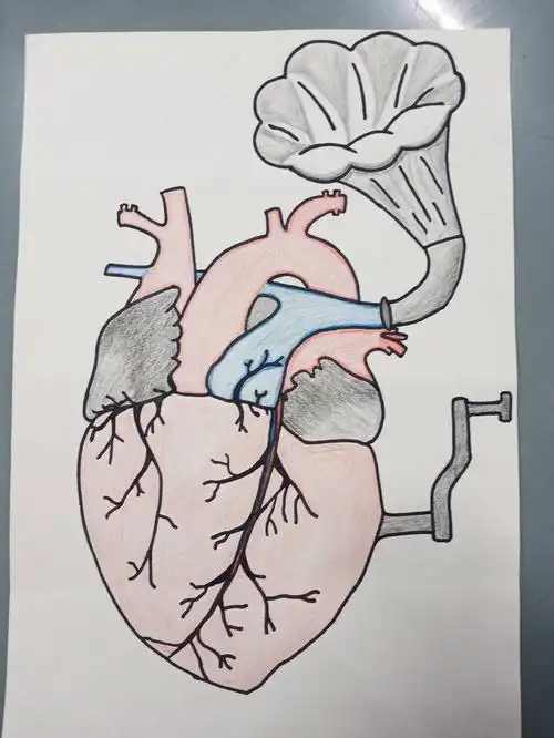 新乡医学院第三届解剖绘图大赛初赛作品线上投票