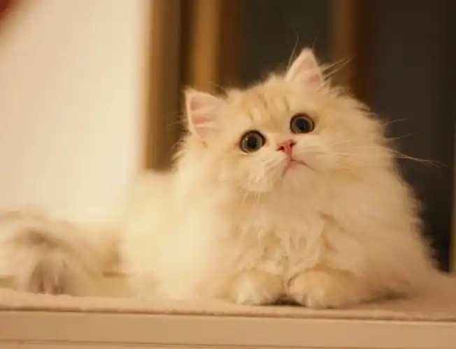 英长紫金蓝金无敌小可爱