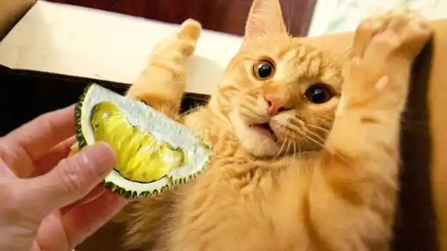 精分铲屎官给猫喂榴莲,猫咪闻一下瞬间变成表情包,萌翻了