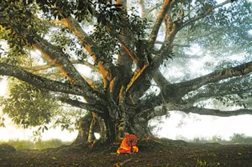 【转载】菩提树下等来生  2017-6-26 10:13:56阅读94评论3 262017/06