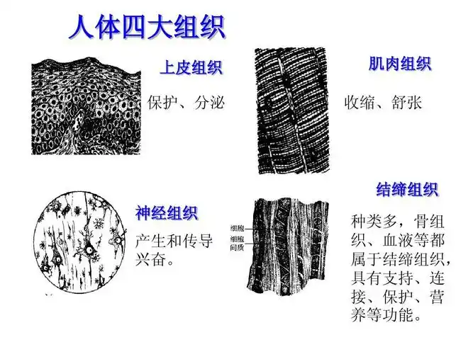 苏教版七年级生物生物图汇总(植物与人体部分课件图片)ppt_word文档在