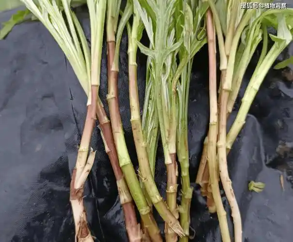 吃不惯的人也有很多,有一种类似于茼蒿的味道.