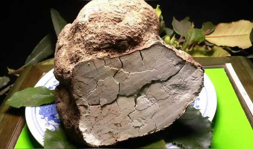 茯苓(多孔菌科茯苓属植物)_尚可名片