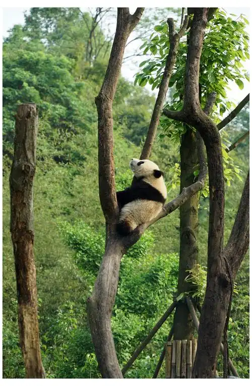 索尼微单月赛# 熊猫上树