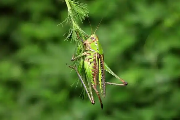 蝈蝈寿命最长能活多久