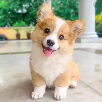 荣郁 串串狗土狗幼犬混血狗柯基比熊中华田园金毛宠物活体大小白狗