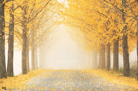 下雨秋季漂亮gif动图_动态图_表情包下载_soogif