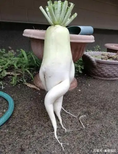 掘到「魔鬼筋肉人红薯仔」网友狂po古怪蔬果萝卜,灯笼椒好猥琐