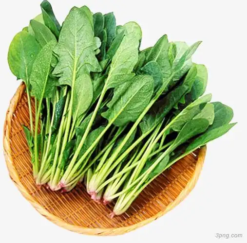 一盘新鲜菠菜png素材透明免抠图片-动植人物
