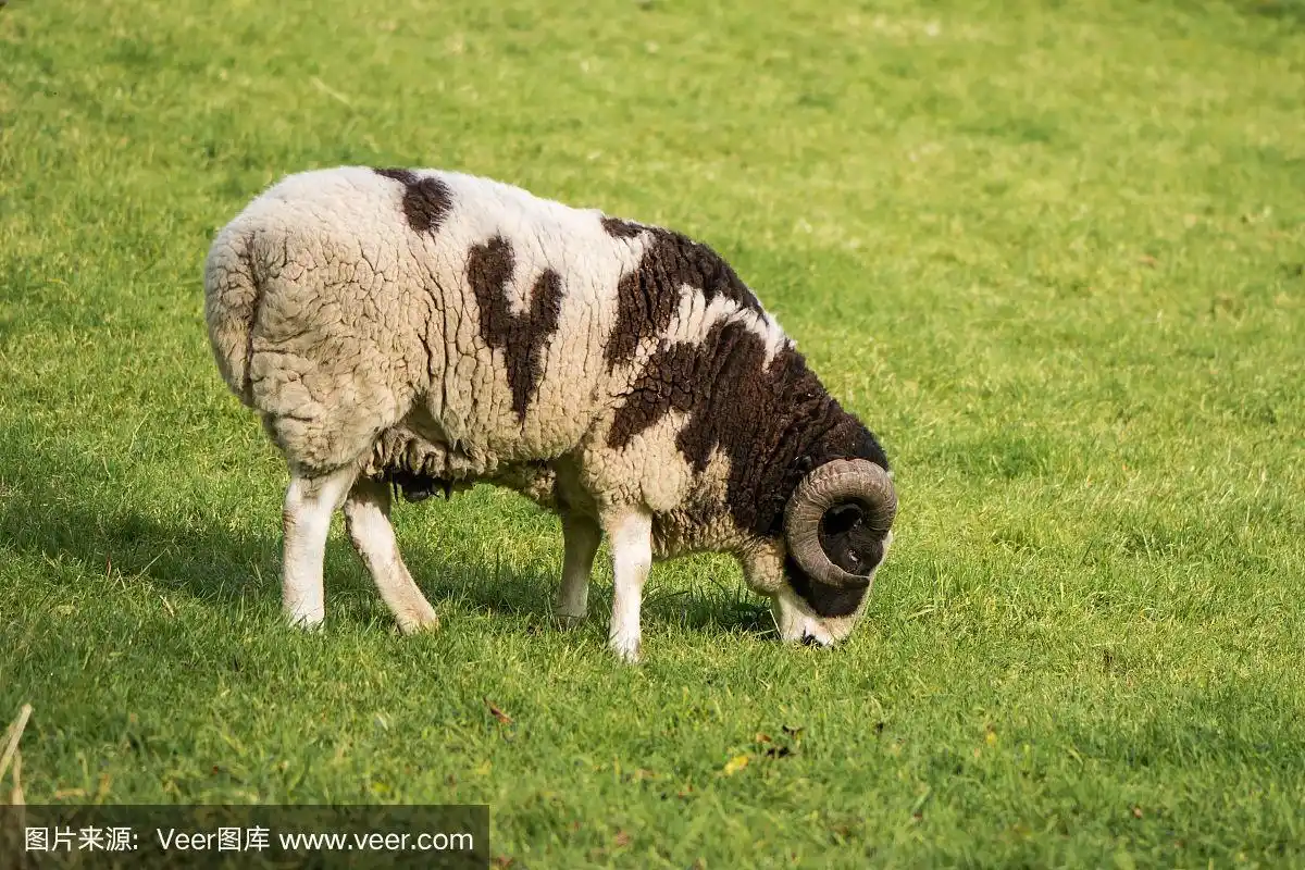 一只名叫雅各的公绵羊,有两角