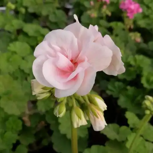 天竺葵品种图集 | 天竺葵种植方法 & 扦插视频