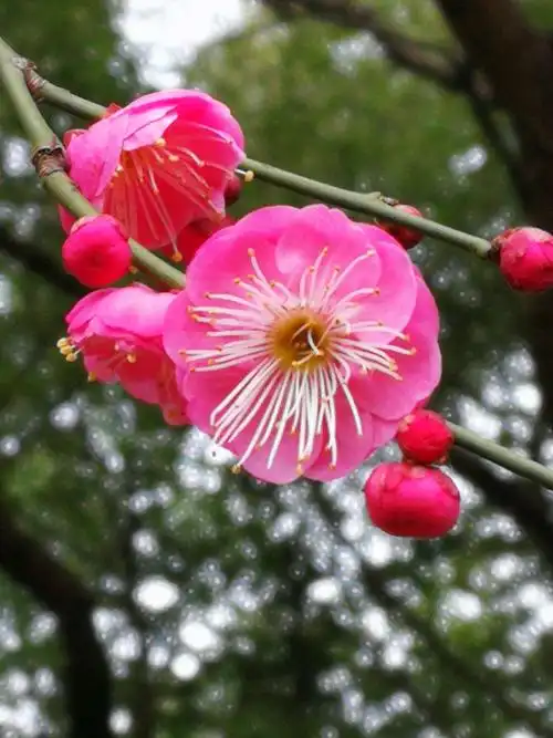 腊月梅花次第开——世纪公园赏梅随拍