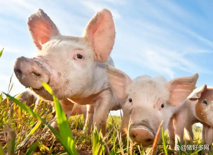 猪牛羊蛋价格全跌养殖淘汰危机到来难道是老百姓没钱了