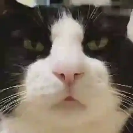 好严肃的一张脸,没错猫咪就是这么高冷的动物!