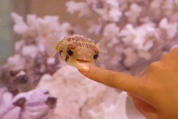 日本网友分享出萌爆了的河豚宝宝,超可爱表情萌到你以后再也不忍心被