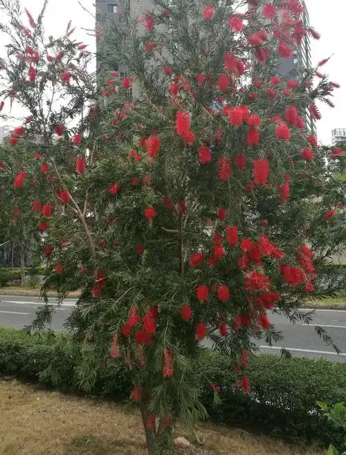 英姿飒爽 风韵独特(深圳"红千层"花)