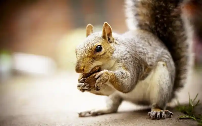 雪地松鼠动物主题_在雪地里活动的松鼠_动物壁纸