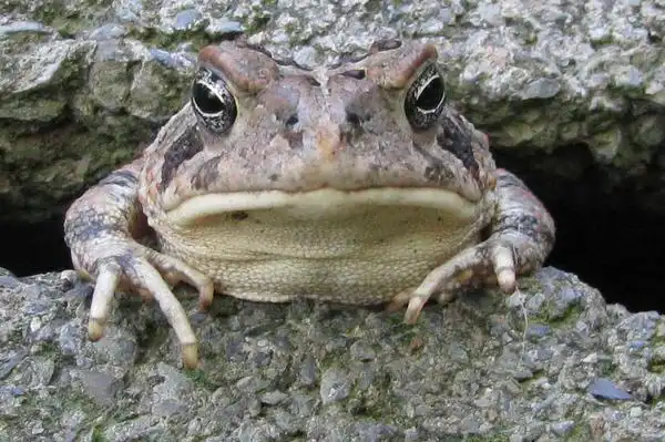 真问真答:蛤蟆真的能冬眠一百万年吗|大象公会