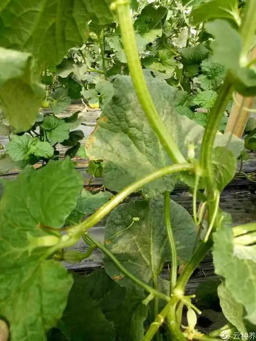请教老师看看我的甜瓜秧咋了?似开水烫状有异味