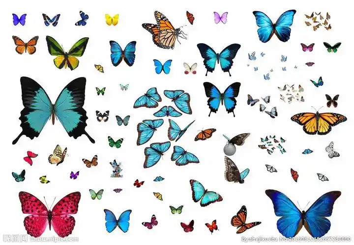 各种蝴蝶图片