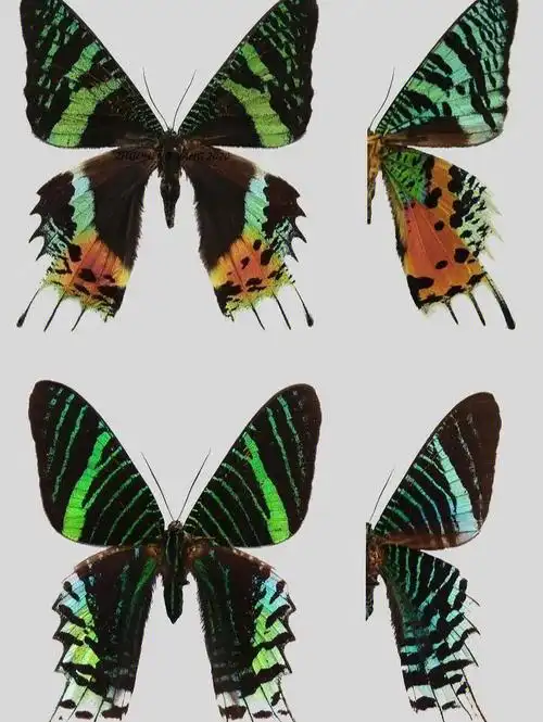 (drury,1773)(后简称为马岛金燕蛾),也就是通常被称为日落蛾的种类,就