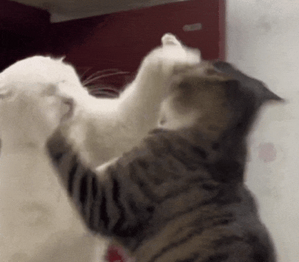 狸花猫:什么恋爱脑?在我的世界,恨比爱长久!