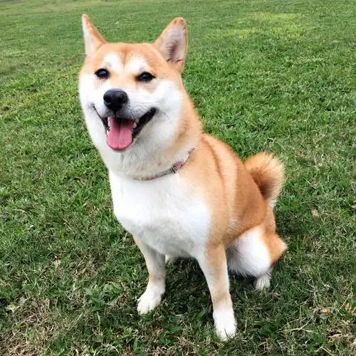 可爱的柴犬,又蠢又萌,你喜欢吗?