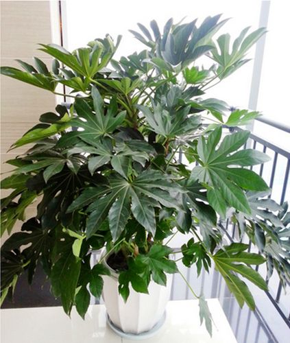 八角净化空气重庆盆景叶盆景金盘盆栽观办公室花园室外绿植